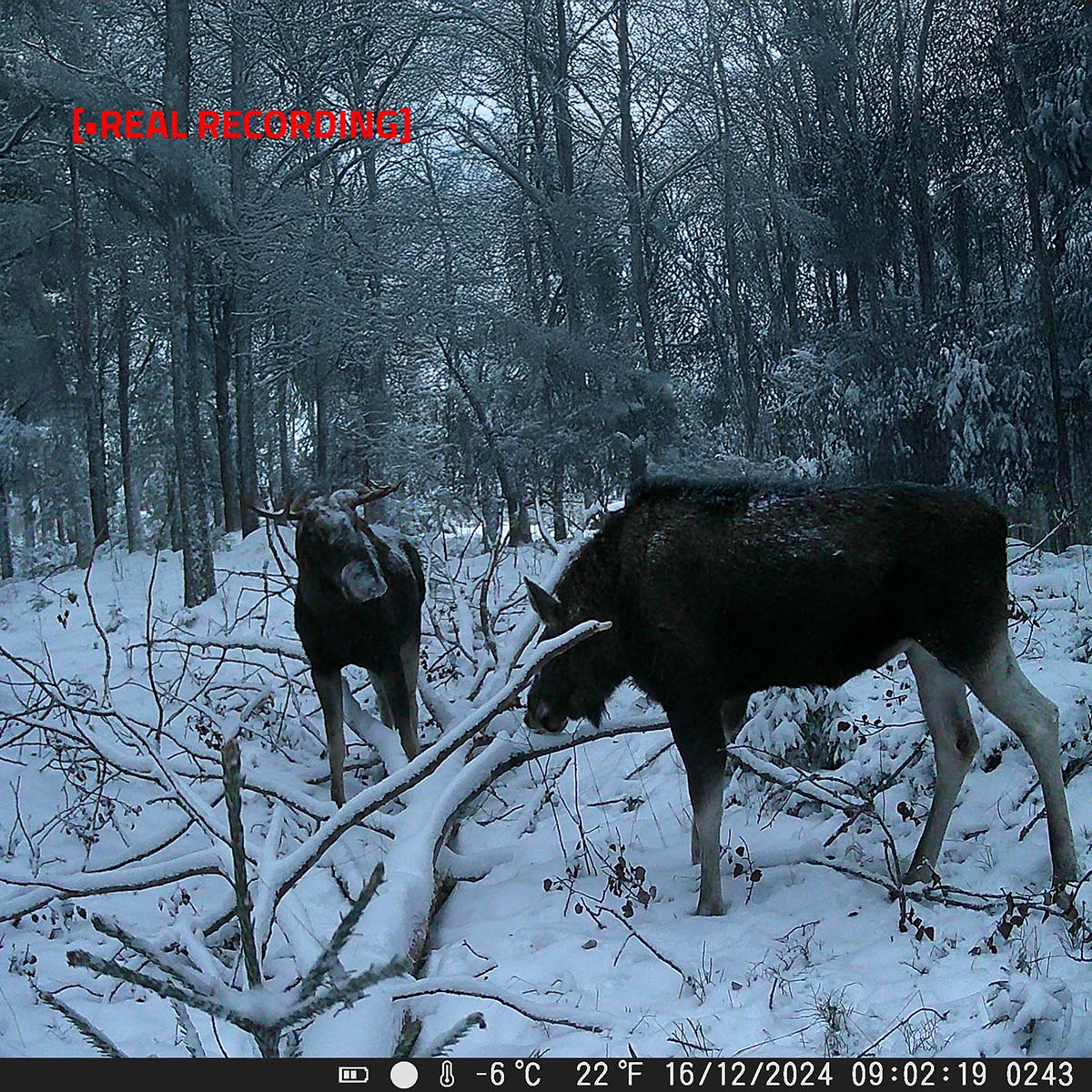 Ultra HD 4K Riistakamera,Huippukuvan laatu! - Image 7